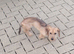 8 MONTH OLD DASHUND DOG