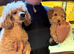 Beautiful toy poodle pup. Parents DNA tested