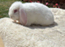 Pure White Mini Lop