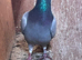 Racer pigeon