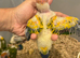 Selling baby handreared sun conures