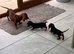 Mini Dachshund
