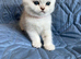 Silver pedigree British shorthair kittens