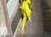 Kakariki