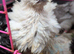Chick looking for home