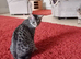 Gorgeous Silver and Black Spotted Full Pedigree TICA Registered Female Cat