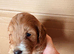 F1 cockapoos pups