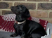 Pure black miniature Dachshund
