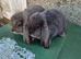 French lop girls