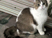 Full Pedigree British shorthair Kittens