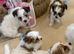 RARE TOY Biewer Maltese Puppies (Biewer Morkie)