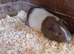 Baby Guinea pigs for sale