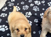 Pomeranian puppys