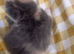 Kittens ready in 5 weeks