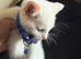 RAGDOLL X RAGDOLL BSH pure white Ready now!