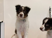 Red Piebold Border Collie