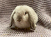 Mini lop boy