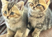 Gorgeous grey and white British shorthair