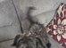 Terrier cross