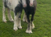 For sale 2 foal colt