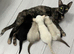 Boy – Super Affectionate & Loving