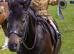 Dartmoor Pony