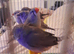 Finches