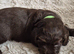 Sprocker/Cocker Spaniel Pups for sale