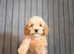 F1 cockapoo puppies