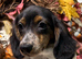 KC Long Coat Miniature Dachshund Puppies