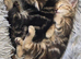 Beautiful babies for sale