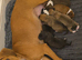 Mum is a spaniel cross staffy and Dad is a chocolate lab