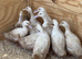 Cherry valley duck girls for sale