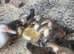 Muscovy ducklings