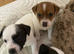JACK RUSSELL TERRIOR
