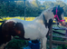 Delilah cob cross mare