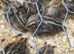 Baby quail