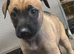 German shepherd X Belgian malinois puppies