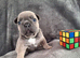 French bulldog pups (kc reg )