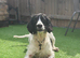 Ted, sprocker (2 years old)