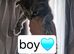 Stunning mainecoon kittens for sale