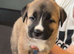 8 Beautiful puppies ready for their new homes