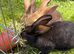 Newzealand cross babies