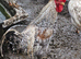 HATCHING EGGS - Easter Eggers (Blue Egg Layers) Sapphire / Emerald / Cheshire Blue