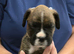 Kc Boxer puppies