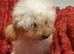 Miniature Labradoodle Litter