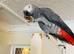 Congo African grey