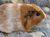 female baby guinea pigs