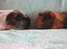 Pedigree guinea pig boys price for the pair