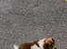 Miniature red and white dash hound